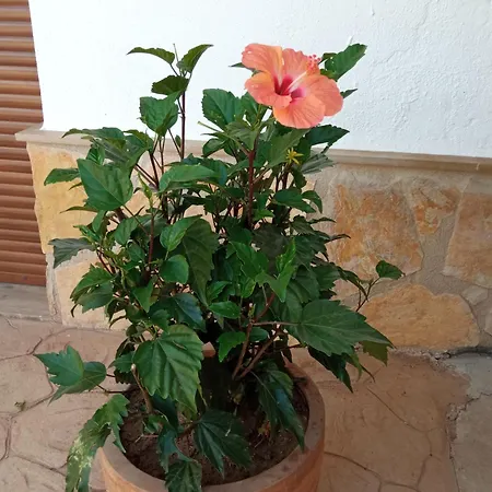Holiday home La Palmera
