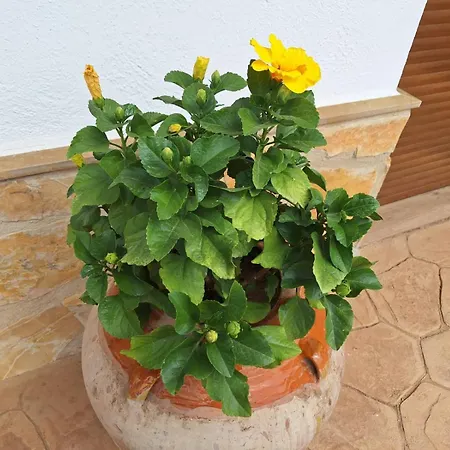 La Palmera Holiday home *