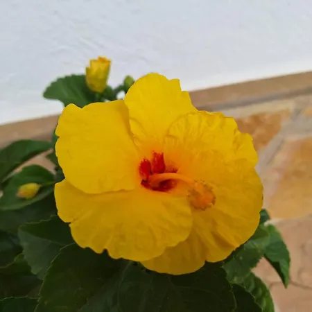 La Palmera Tatil Evi
